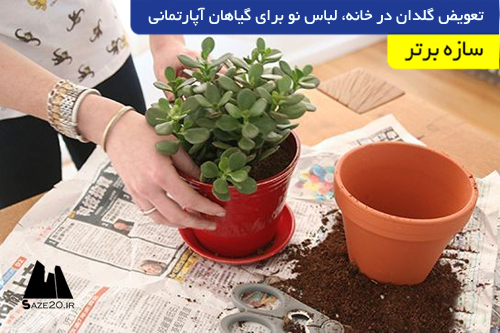 تعویض گلدان در خانه، لباس نو برای گیاهان آپارتمانی